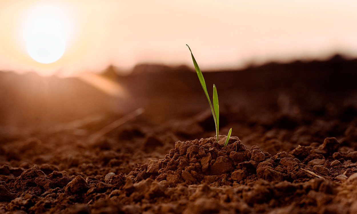 Imagen-super-bio campo agricola