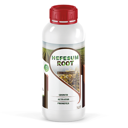 Hefesum-Root