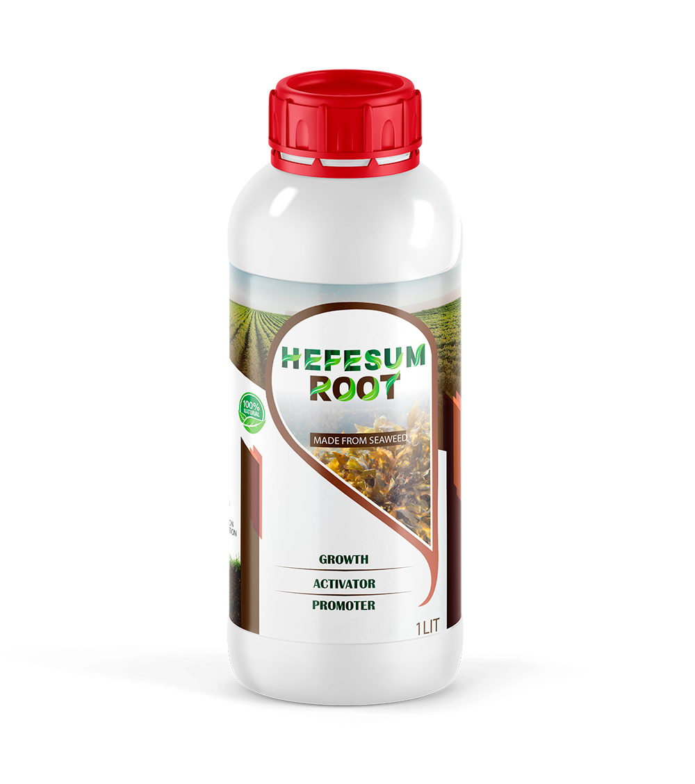 Hefesum-Root
