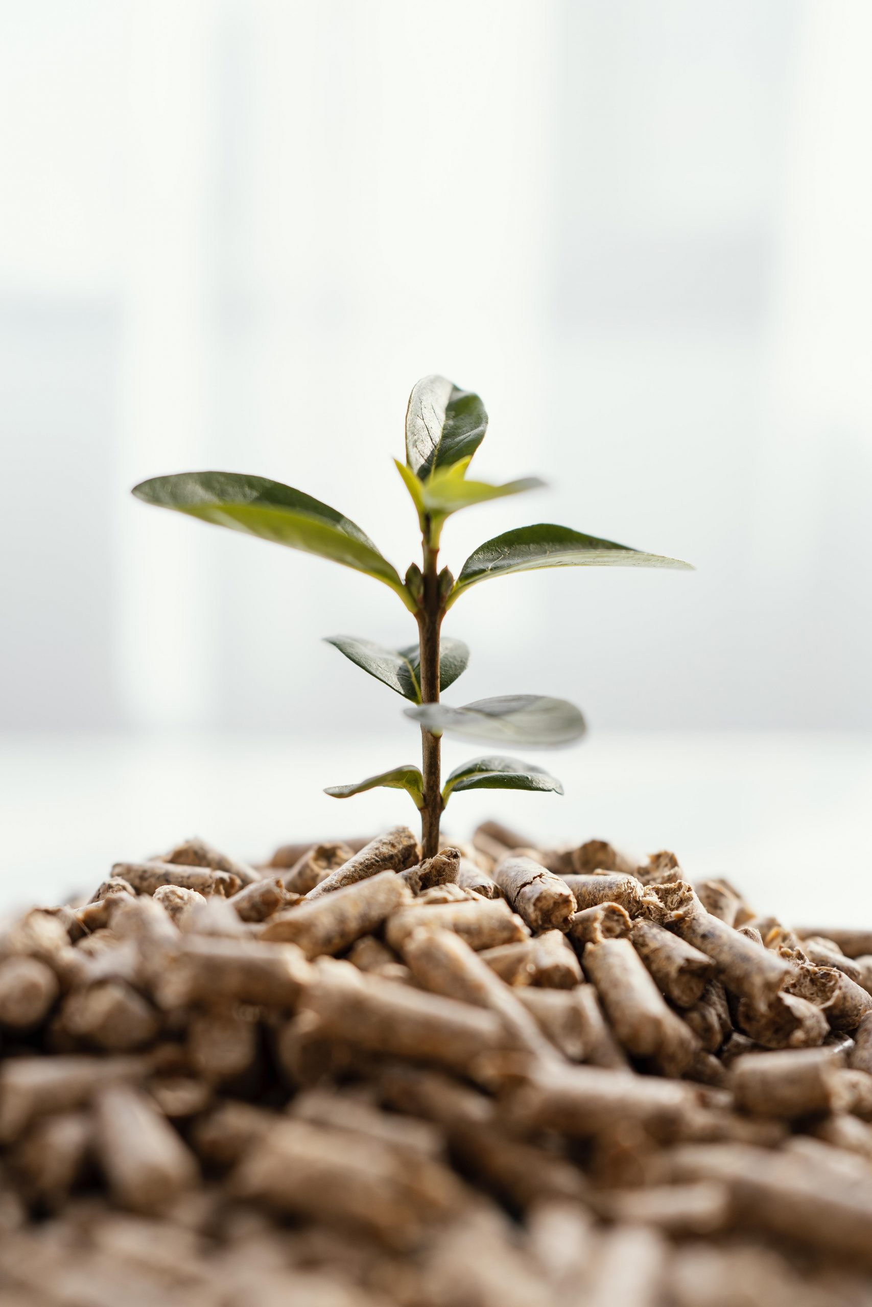 front-view-plant-growing-from-pellets