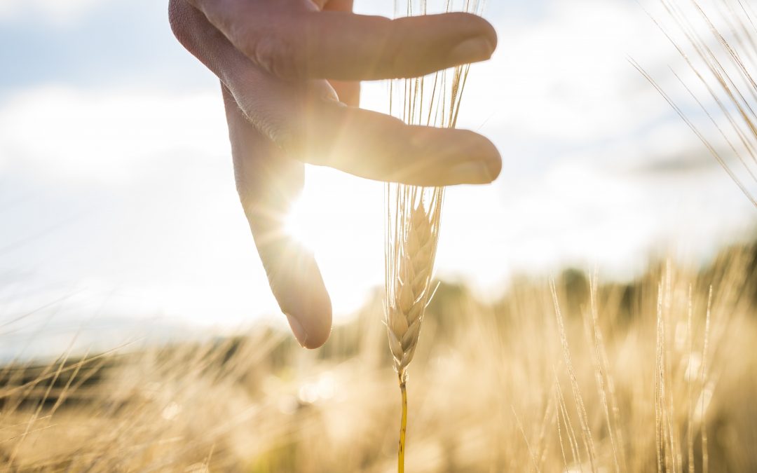 12 Resolutions for a New Year in the Field: Cultivating a Better Future