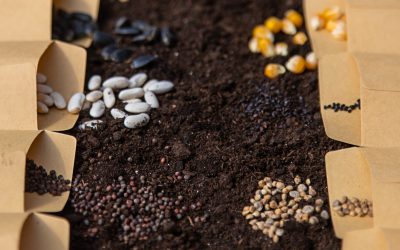 Fertilizers by the Numbers: How Much Can They Boost Production?