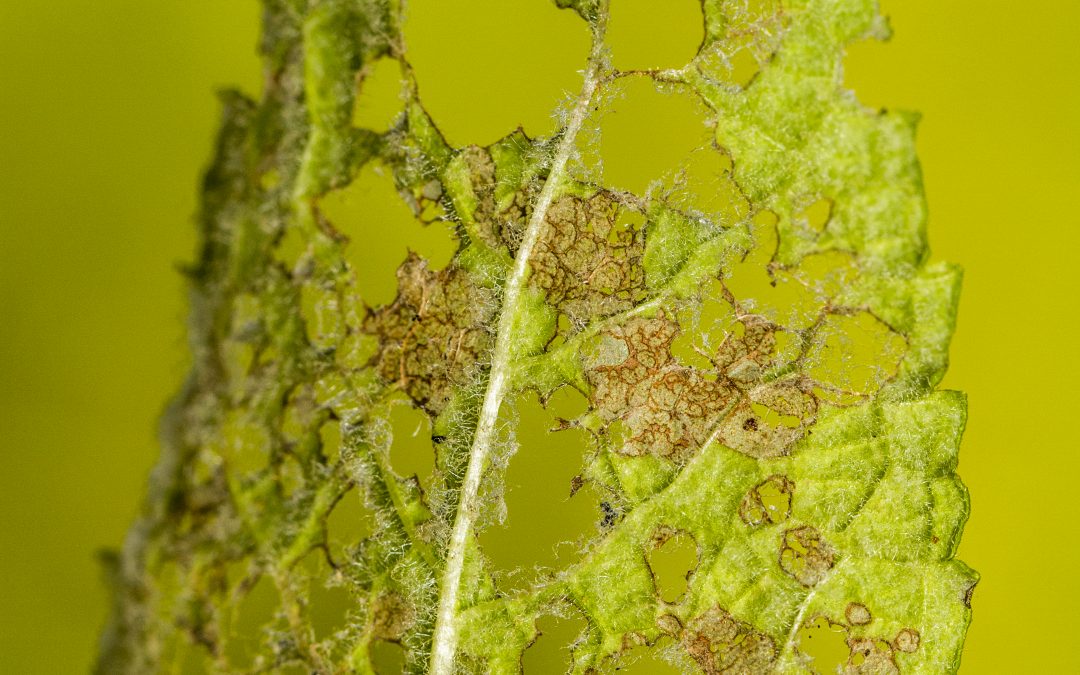 Prevención de enfermedades en cultivos: Guía práctica