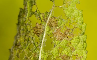 Prevención de enfermedades en cultivos: Guía práctica