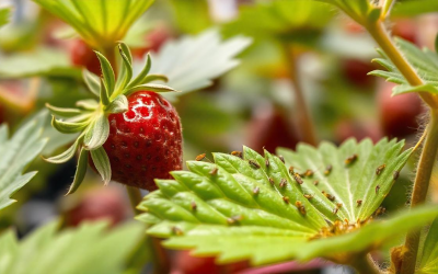 STRAWBERRY CROPS UNDER THREAT FROM THRIPS