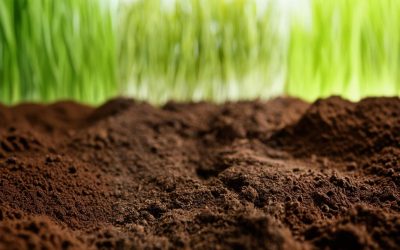 La importancia de la nutrición del suelo en primavera